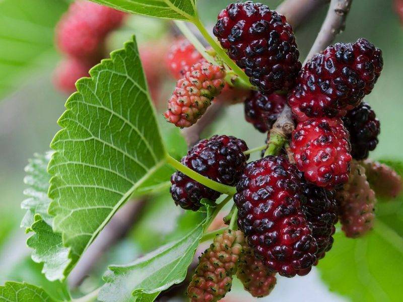 Шелковица купить саженцы из питомнике в Ленинске-Кузнецком