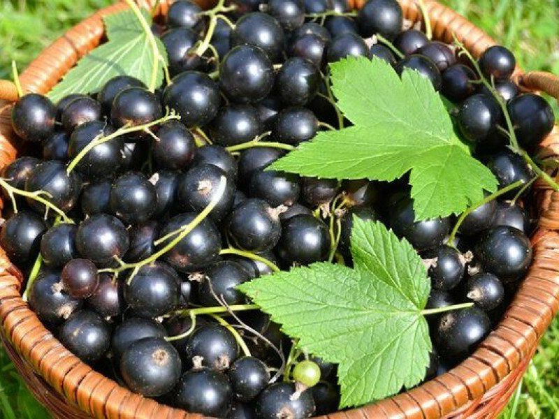 Смородина купить саженцы из питомника в Ленинске-Кузнецком
