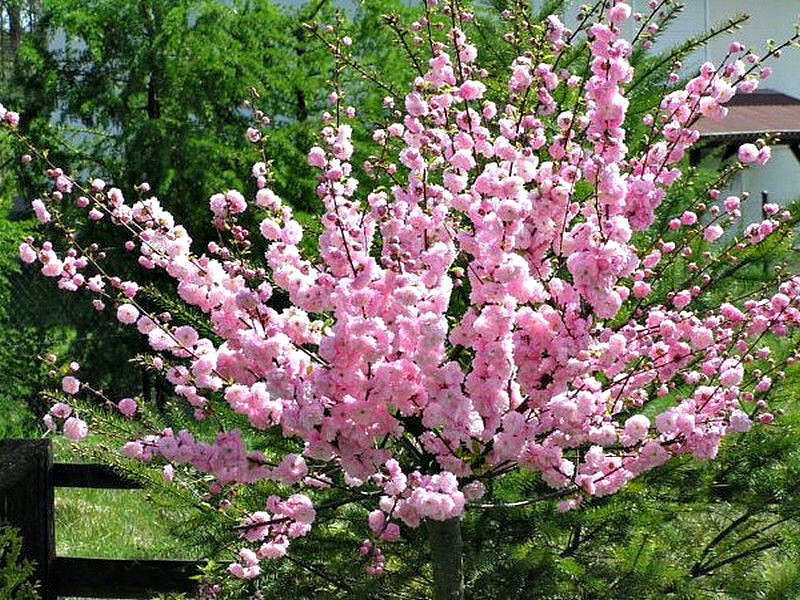 Миндаль купить саженцы из питомника в Ленинске-Кузнецком