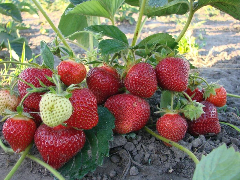 Клубника купить саженцы из питомника в Ленинске-Кузнецком