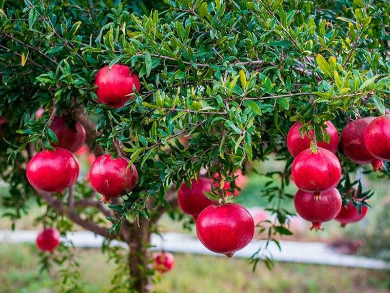 Гранат купить саженцы из питомника в Ленинске-Кузнецком