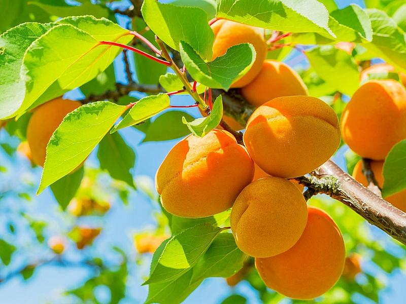 Абрикос купить саженцы из питомнике в Ленинске-Кузнецком