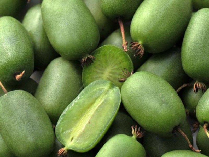 Актинидия купить саженцы из питомнике в Ленинске-Кузнецком