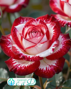 Роза "АЛЬЯНС"