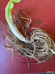 Хоста "АННА КУЛЬПА"