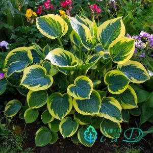 Хоста "ОТЕМ ФРОСТ"