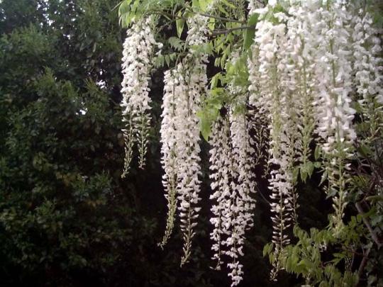 Глициния прекрасная  'White Silk'
