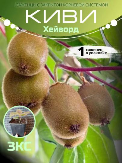 Киви Хейворд