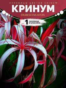 Кринум Erubescens 1 Луковица
