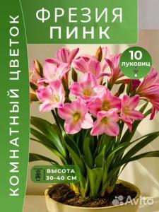 Фрезия Пинк луковицы 10 шт.